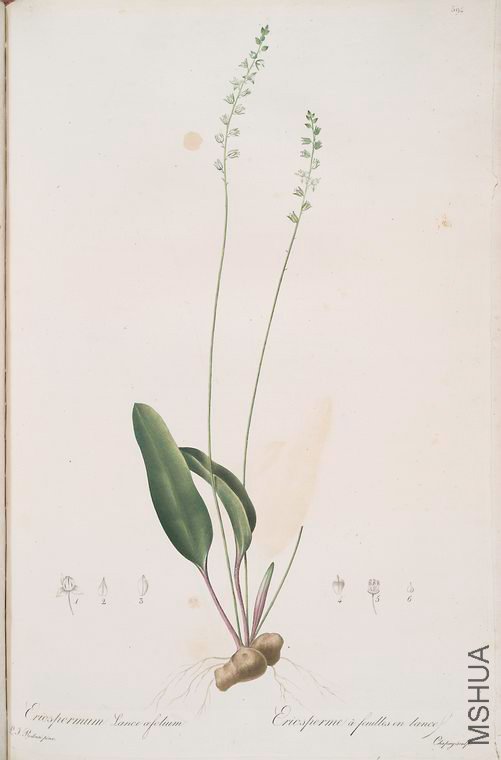 401 Eriospermum lanceaefolium.jpg