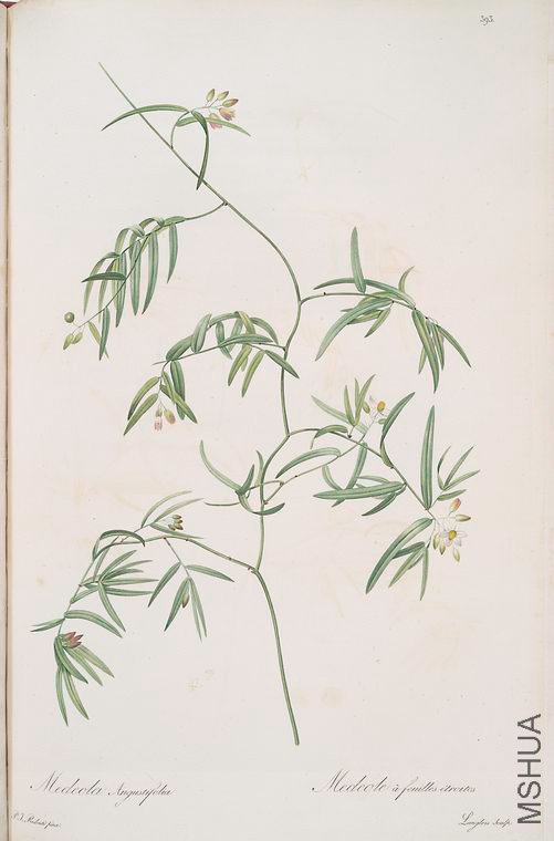 400 Medeola angustifolia.jpg
