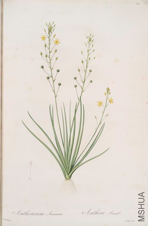404 Anthericum annum.jpg