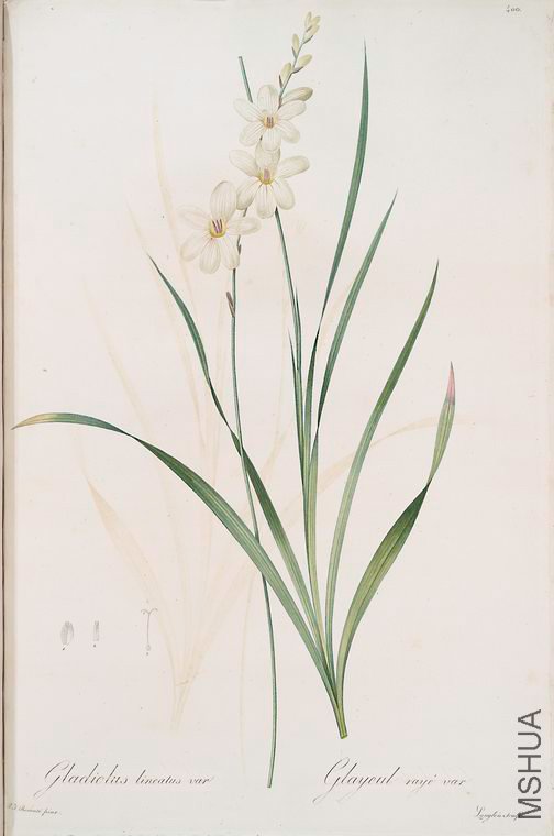 407 Gladiolus lineatus.jpg