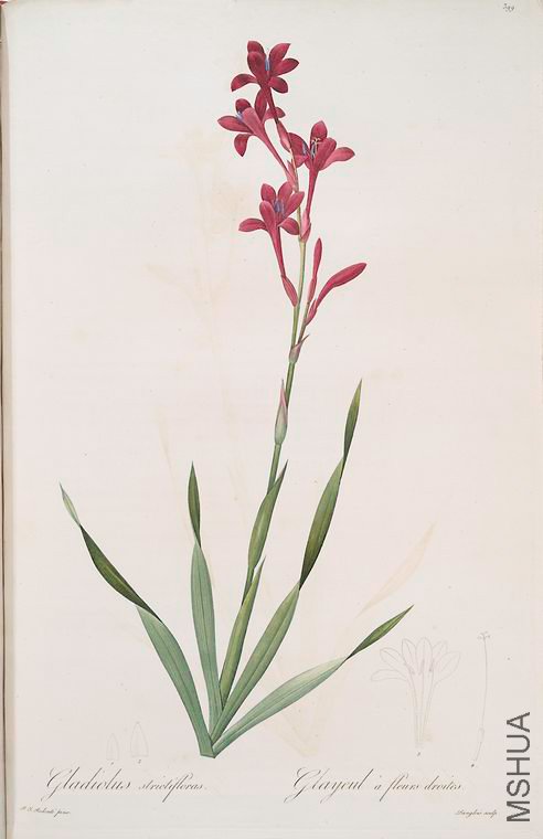 406 Gladiolus strictiflorus.jpg