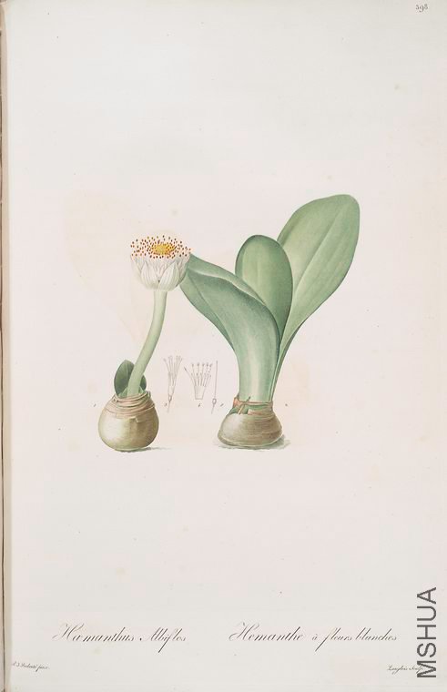 405 H_manthus albiflos.jpg