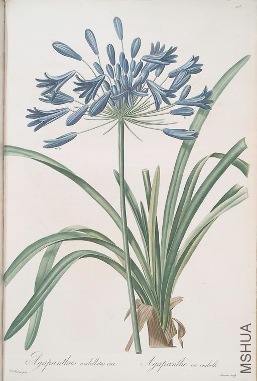 410 Agapanthus umbellatus.jpg