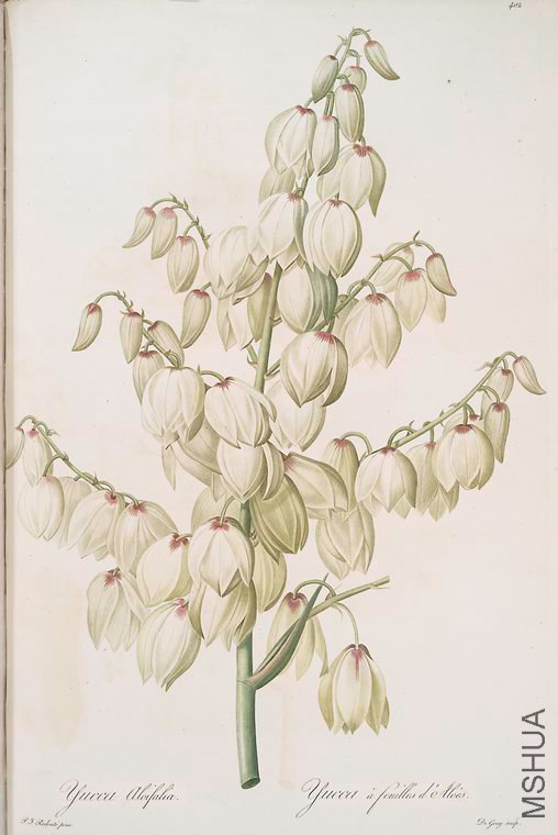 409 Yucca aloifolia.jpg