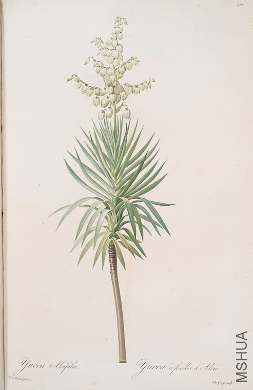 408 Yucca aloifolia.jpg