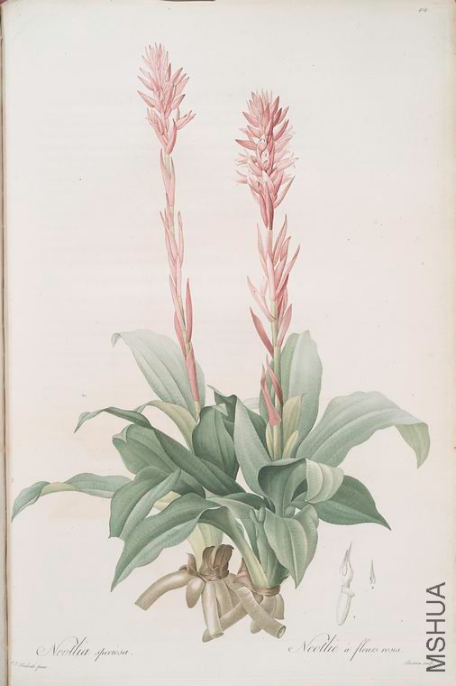 411 Neottia speciosa.jpg