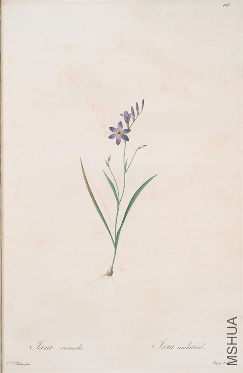 413 Ixia secunda.jpg