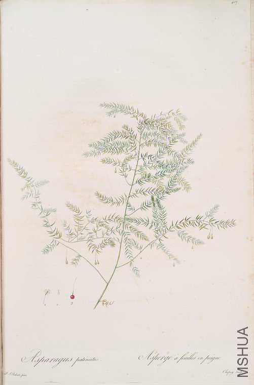 414 Asparagus pectinatus.jpg