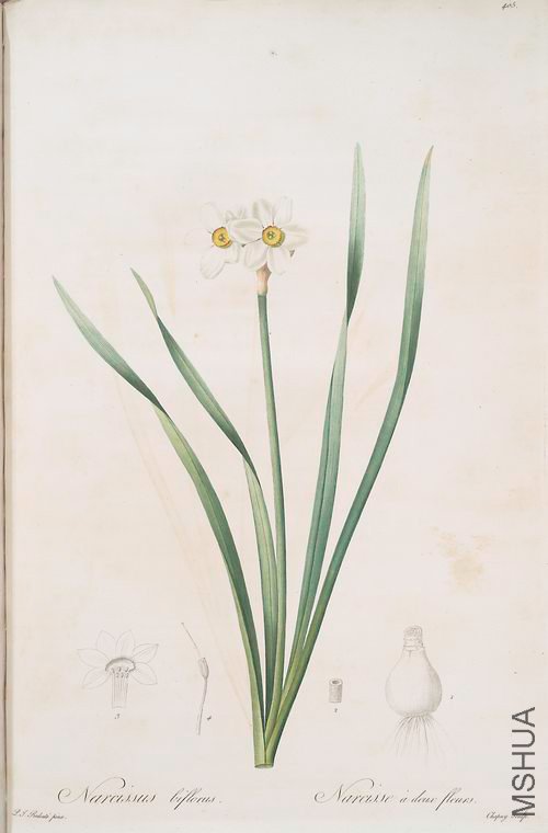 412 Narcissus biflorus.jpg