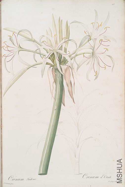415 Crinum taitense.jpg