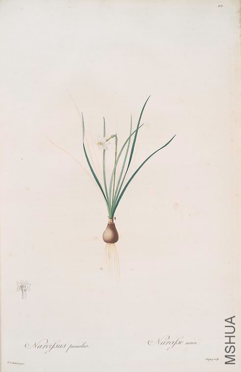 416 Narcissus pumilus.jpg