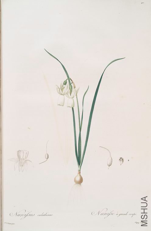 417 Narcissus calathinus.jpg