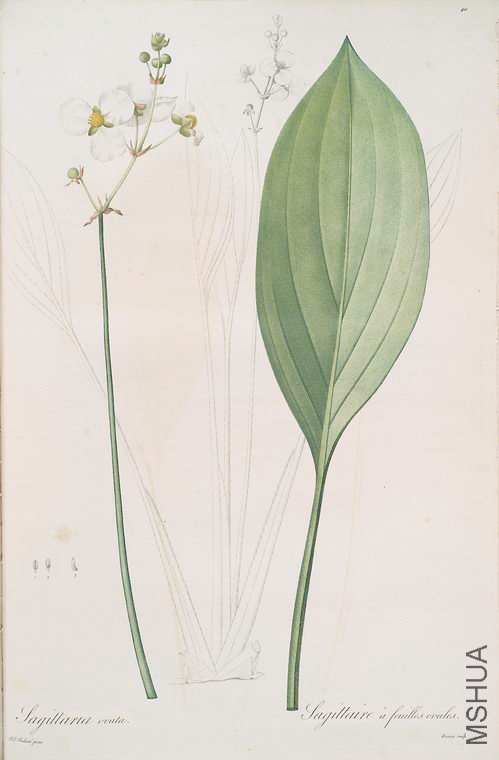418 Sagittaria ovata.jpg