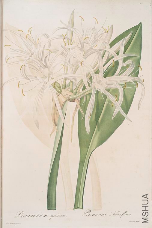 419 Pancratium speciosum.jpg