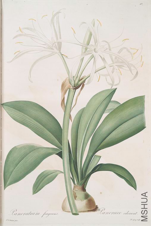 420 Pancratium fragrans.jpg