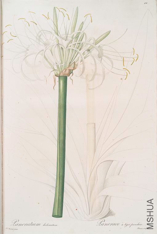 421 Pancratium declinatum.jpg