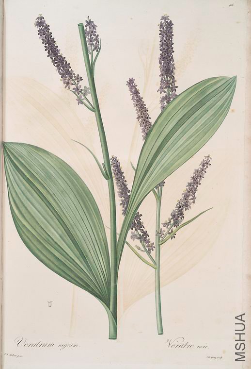423 Veratrum nigrum.jpg