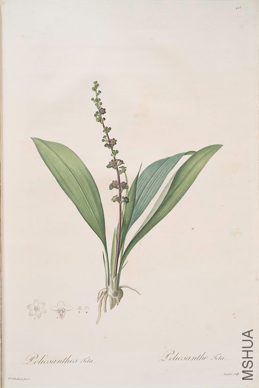 422 Peliosanthes Feta.jpg