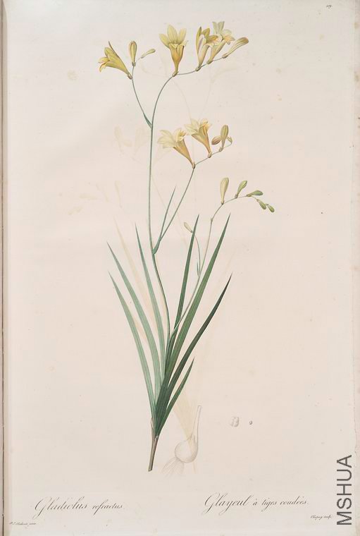 426 Gladiolus refractus.jpg