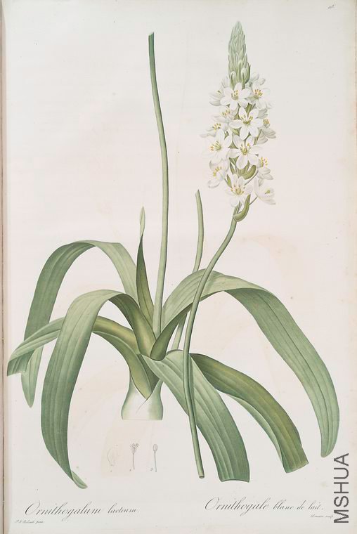 425 Ornithogalum lacteum.jpg