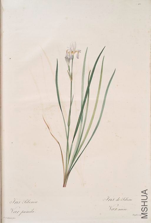 427 Iris sibirica.jpg