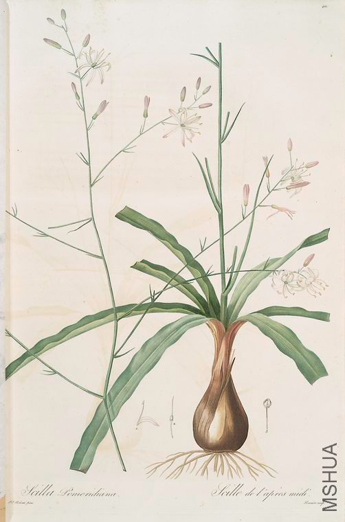 429 Scilla Pomeridiana.jpg