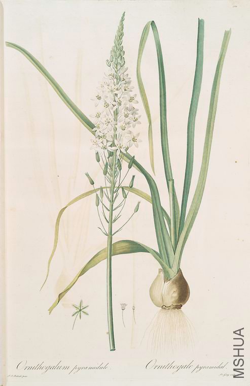 430 Ornithogalum pyramidale.jpg