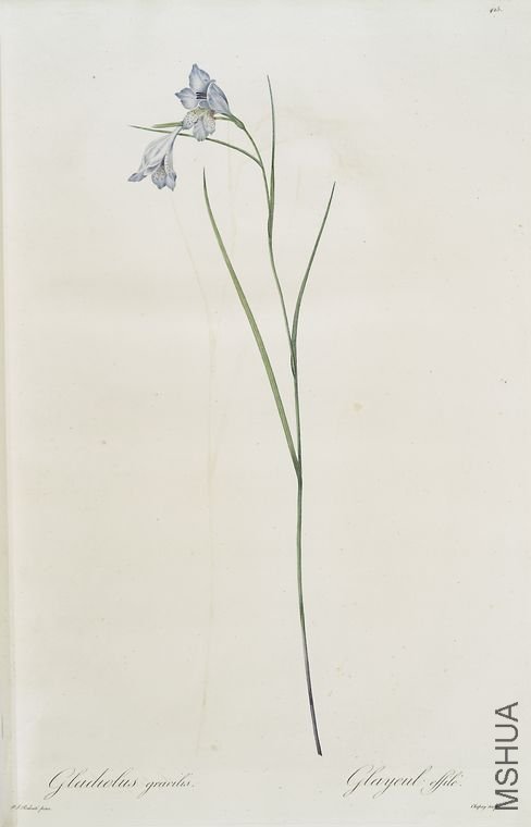 433 Gladiolus gracilis.jpg