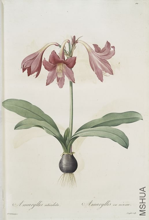 432 Amaryllis reticulata.jpg