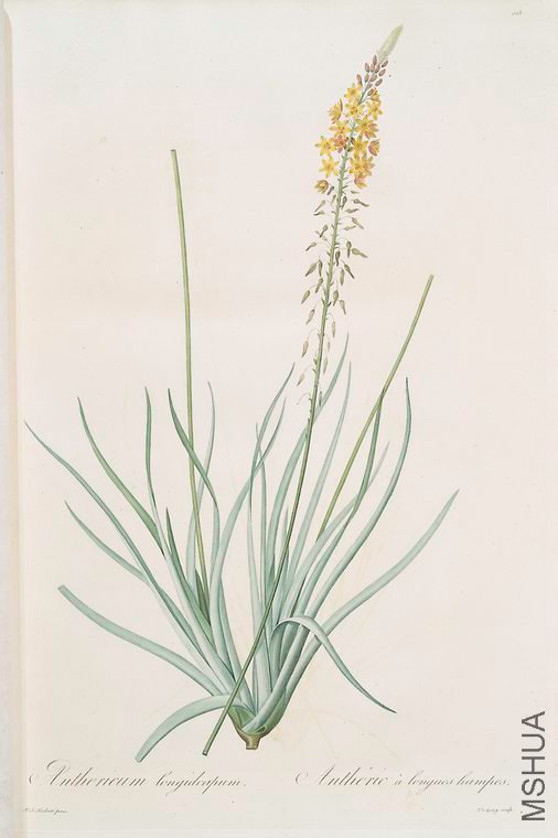 431 Anthericum longiscapum.jpg