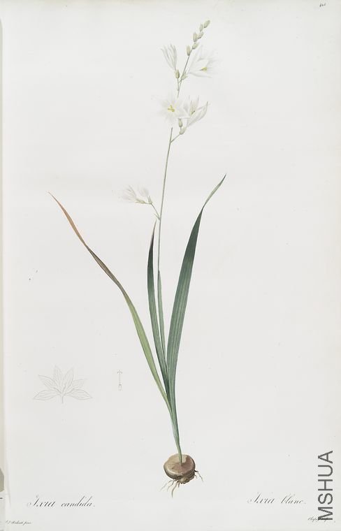 434 Ixia Candida.jpg