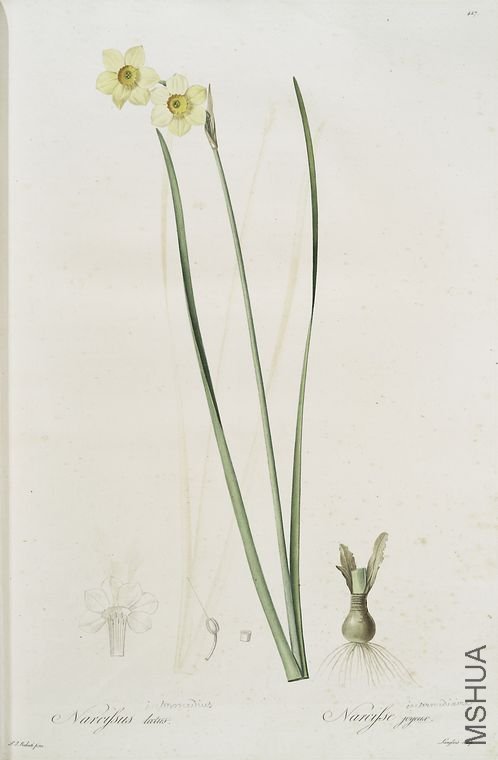 436 Narcissus intermedius.jpg