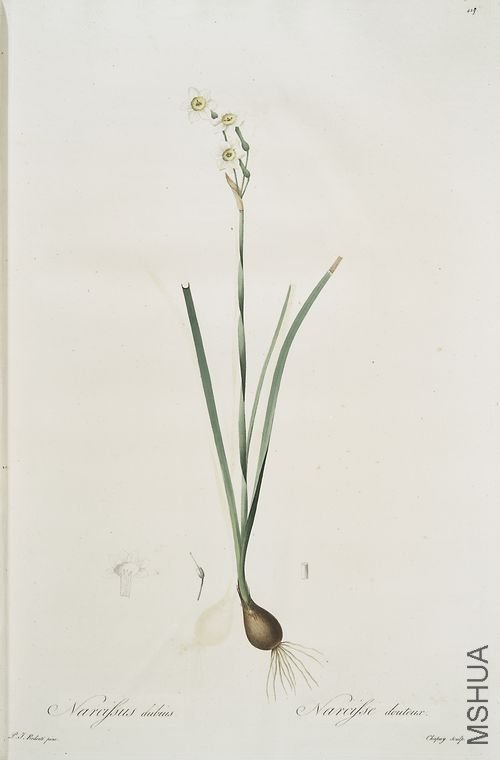 438 Narcissus dubius.jpg