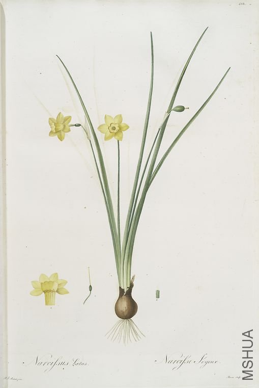 437 Narcissus l_tus.jpg