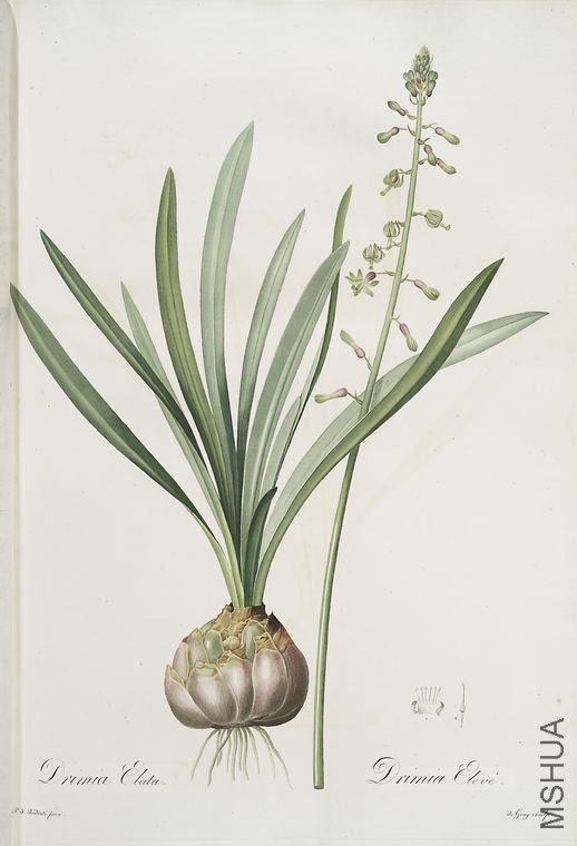 439 Drimia elata.jpg