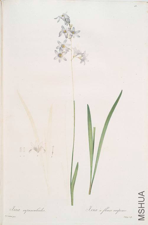 440 Ixia rapunculoides.jpg