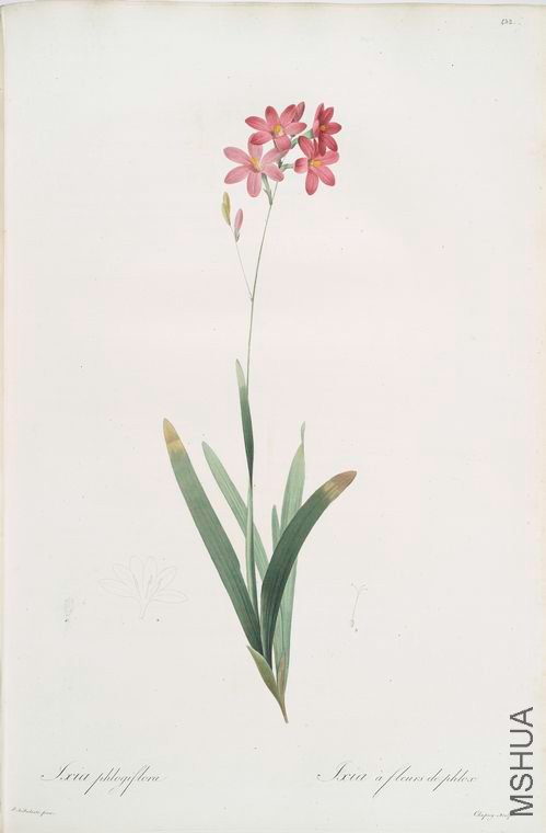 441 Ixia phlogiflora.jpg