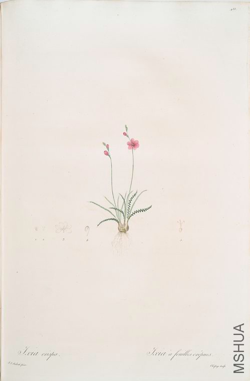 442 Ixia crispa.jpg