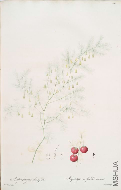 443 Asparagus tenuifolius.jpg