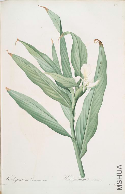 445 Hedychium coronarium.jpg