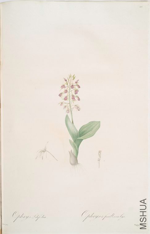 446 Ophrys lilifolia.jpg