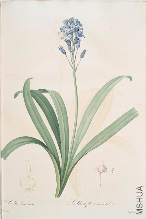 444 Scilla campanulata.jpg