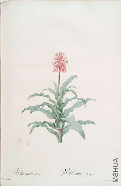 449 Veltheimia glauca.jpg