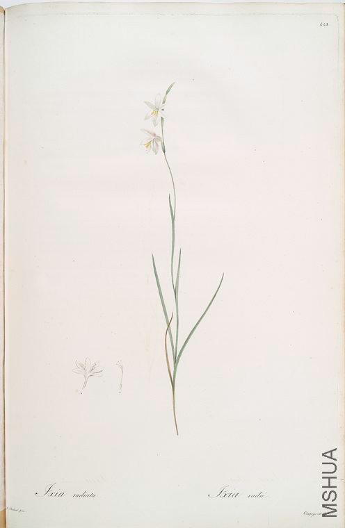 450 Ixia radiata.jpg
