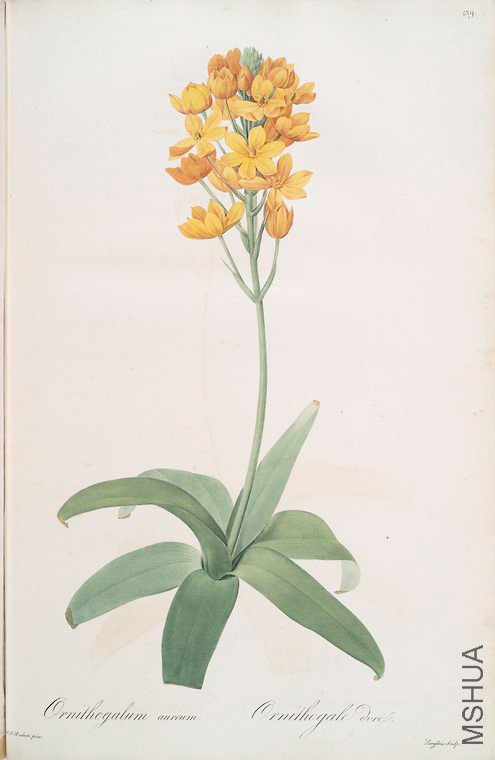 448 Ornithogalum aureum.jpg