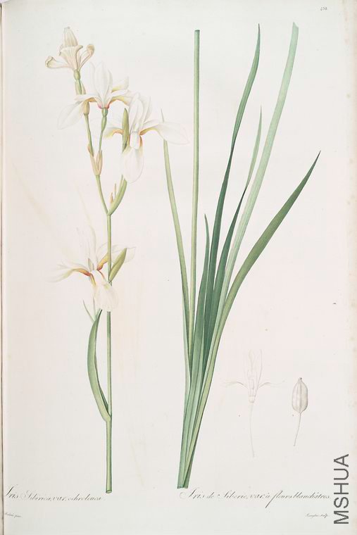 447 Ixia sibirica var. ochroleuca.jpg