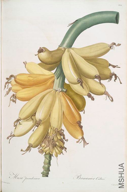 453 Musa paradisiaca.jpg