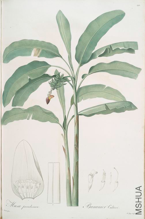 452 Musa paradisiaca.jpg