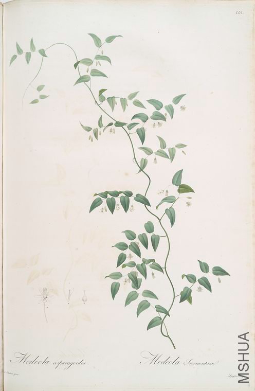 451 Medeola asparagoides.jpg