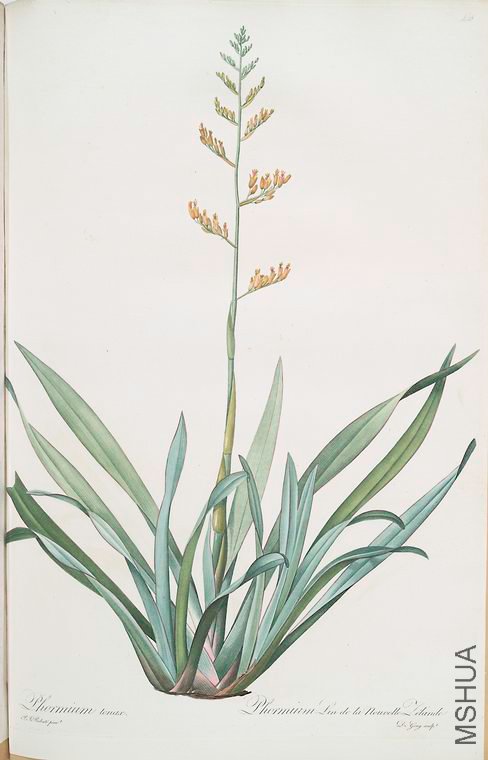 457 Phormium tenax.jpg